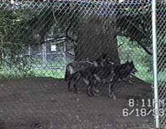 Wolves in captivity