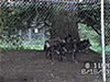 Wolves in captivity