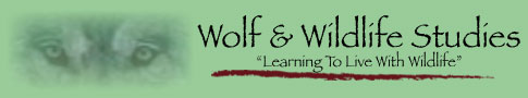 Wolf and Wildlife Studies