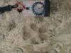 Wolf print