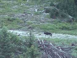 Adult gray wolf of the Fishtrap pack in northwest Montana
