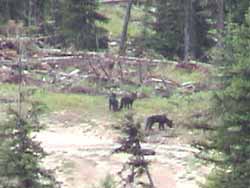 Wolf pups