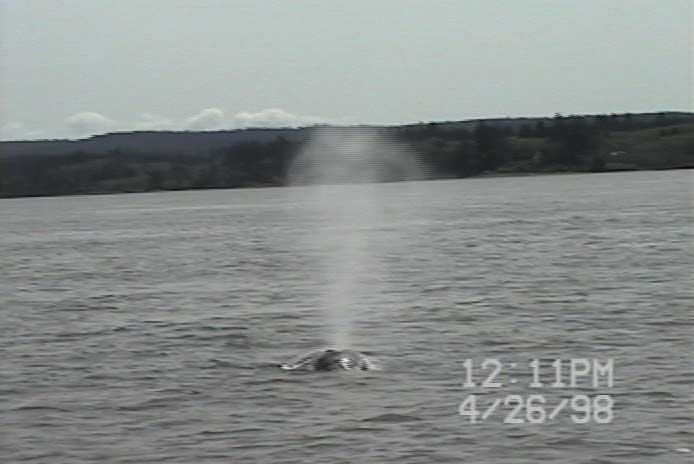Spouting gray whale