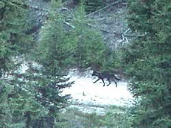Wolf pup from the Fishtrap pack of northwest Montana